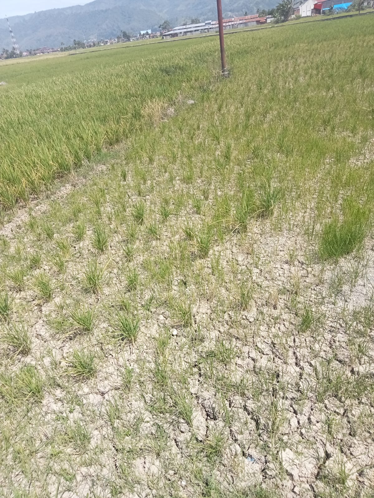 Ratusan Hektar Sawah Gagal Panen, Petani 4 Desa di Kerinci Teriakkan Krisis Irigasi