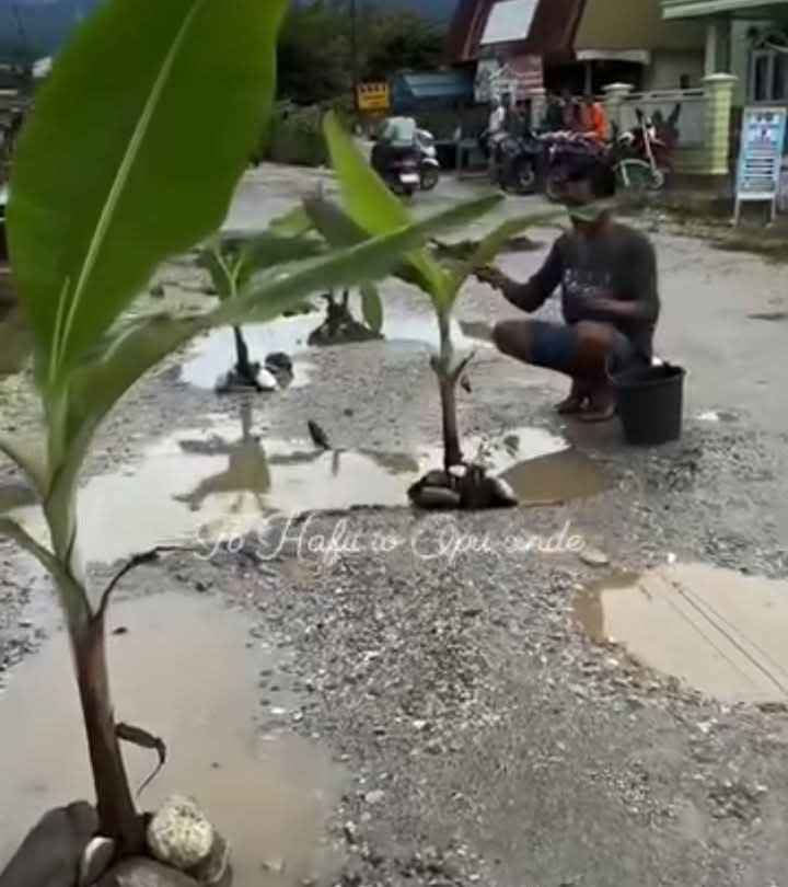 Warga Pulau Tengah Geram, Jalan Provinsi Rusak Ditanami Pisang: Sindiran Keras untuk Pejabat Daerah dan Provinsi